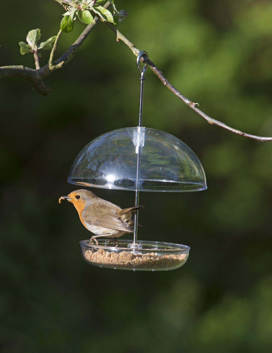 Birds Clear Hanging Bird Feeder attracts small garden birds Fill with