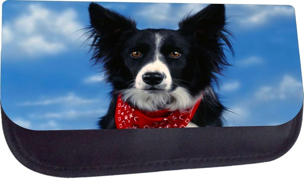 border collie with bandana