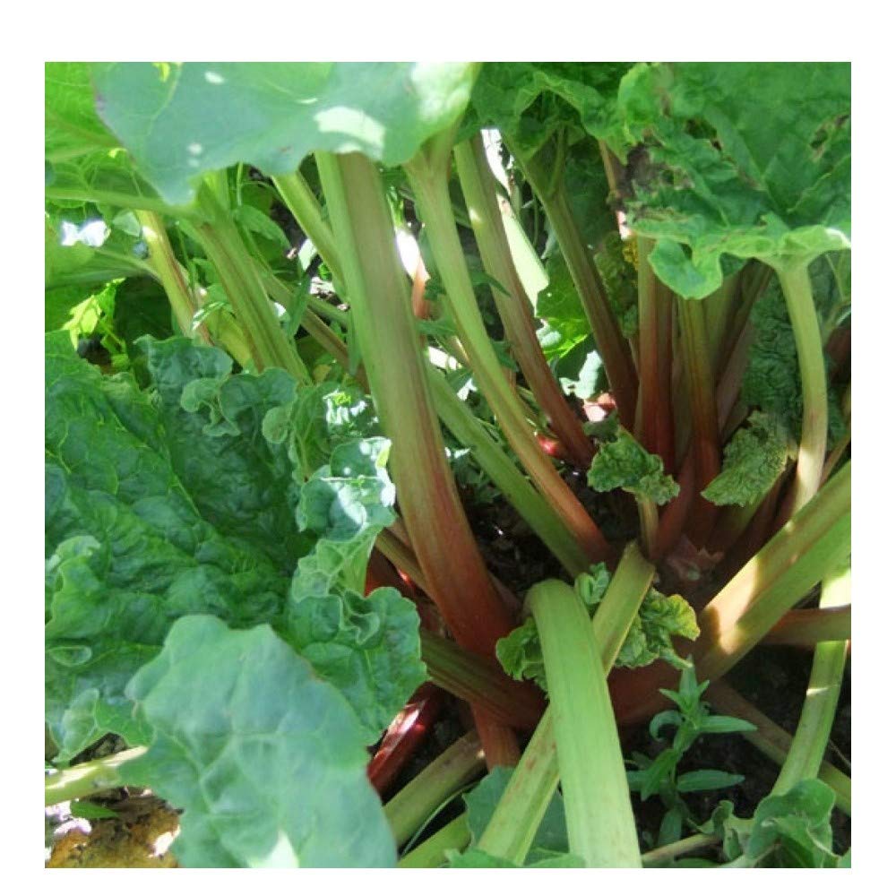 PREMIER SEEDS DIRECT - Rhubarb Seeds - Victoria - 100 Finest Seeds