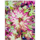 Hanami Nishiki Japanese Maple 2 - Year Live Plant