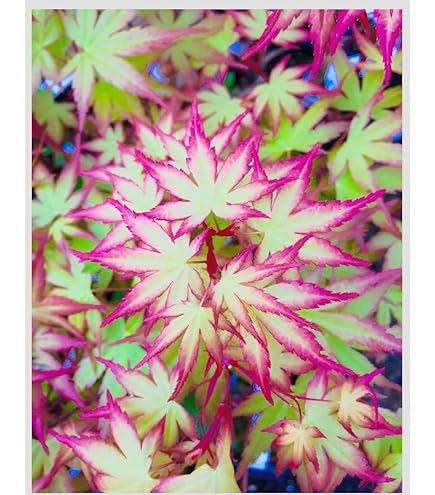 Amazon.com : AKA KAWA HIME Japanese Maple - Bright RED BARK - A