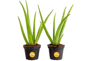 Costa Farms Aloe Vera Live Plants in Plastic Pots, Easy to Maintain, Air Purifying Indoor Succulents, Houseplants for Home, Room, or Office Decor, House Warming or Birthday Gift, 12-18, Pack of 2