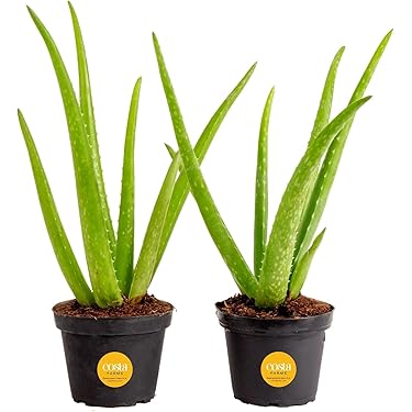 money tree yellow leaves 5-7ft Tall Money Tree: Good Luck and Great Looks – Dahing Plants