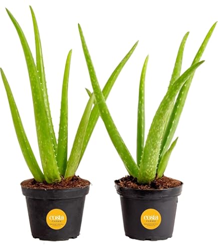 Amazon.com : Generic Aloe Vera (Aloe Barbadensis) Live Plant, 4