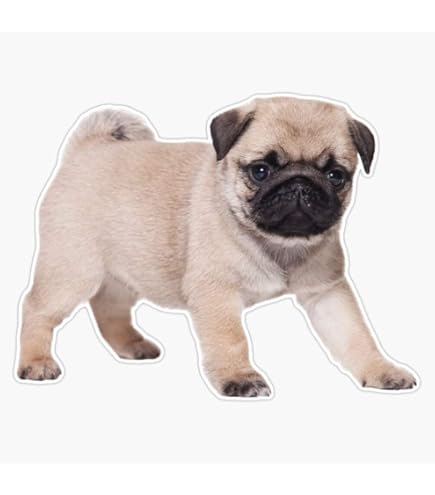 Dibujos de perros pug para colorear Dibujos de perros pug para colorear