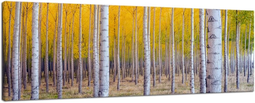 Pyradecor Giclee Canvas Prints Wall Art White Birch Trees Pictures Paintings for Living Room Home Decorations Large Autumn Forest Modern Stretched and Framed Yellow Landscape Artwork 48x16 Inch