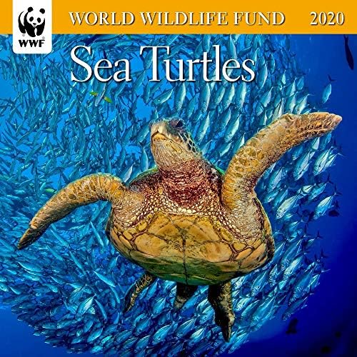 WWF Turtles Mini Wall Calendar 2020 Monthly January-December 7" x 7"