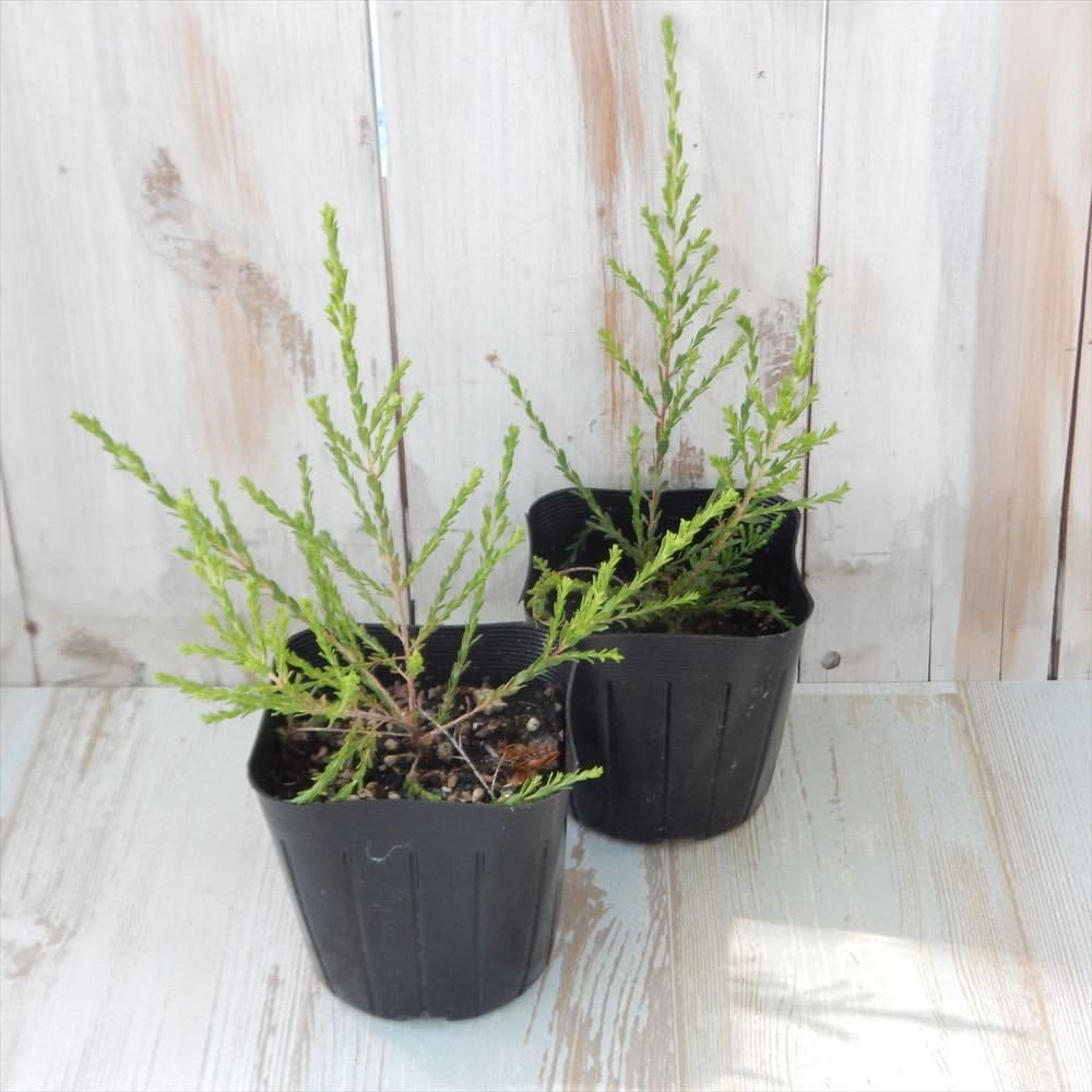 Amazon モスキートブロッカー 9cmポット 観葉植物 蚊避け 蚊除け 観葉植物 オンライン通販