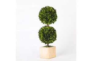 BOXWOOD WORLD Preserved Boxwood Topiary Green Plant for Home Coffee bar Decor Dual Ball Shape 16 inch Tall Spring Green Plant (Boxwood Double Ball Topiary, 16 INCH)