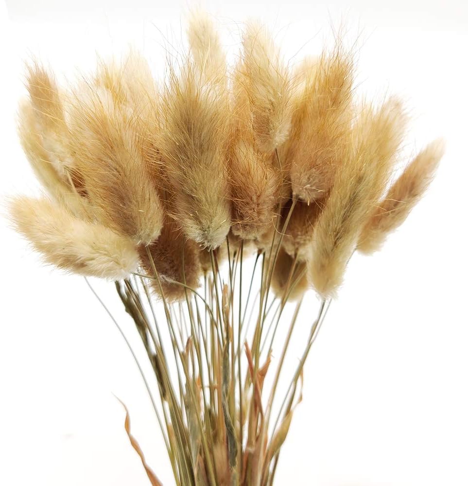 Aisamco 60 Pieces Natural Dried Lagurus Ovatus Dried Pampas Grass Dried Flowers Bouquets Bunny Tails Rabbit Tail Grass Flower Arrangements 70cm Tall for Wedding Home Decoration