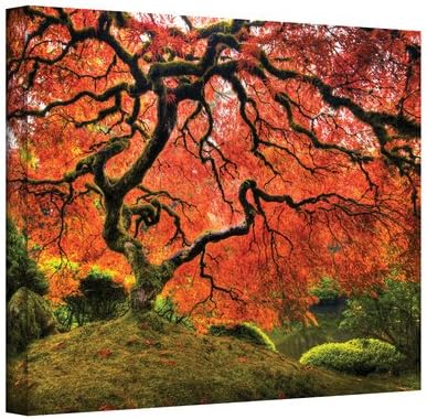 Art Walls Japanese Tree Gallery Wrapped Canvas by John Black, 36 by 48-Inch