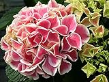 Edgy Hearts Picotee Hydrangea - Live Plant - 4