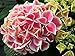 Edgy Hearts Picotee Hydrangea - Live Plant - 4" pot - Proven Winners