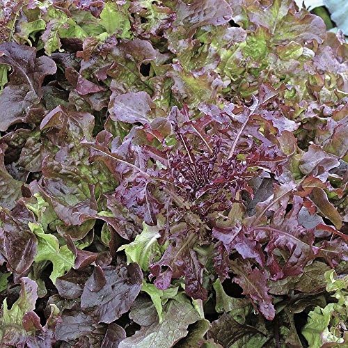SALAD BOWL RED LEAF LETTUCE SEEDSBULK 1000 COUNT PKT GOOD KEEPER