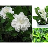 Gardenia jasminoides Seeds Cape Jasmine Common Gardenia White Bonsai 100pcs