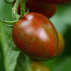 Tomato Seeds - Chocolate Sprinkles - Packet
