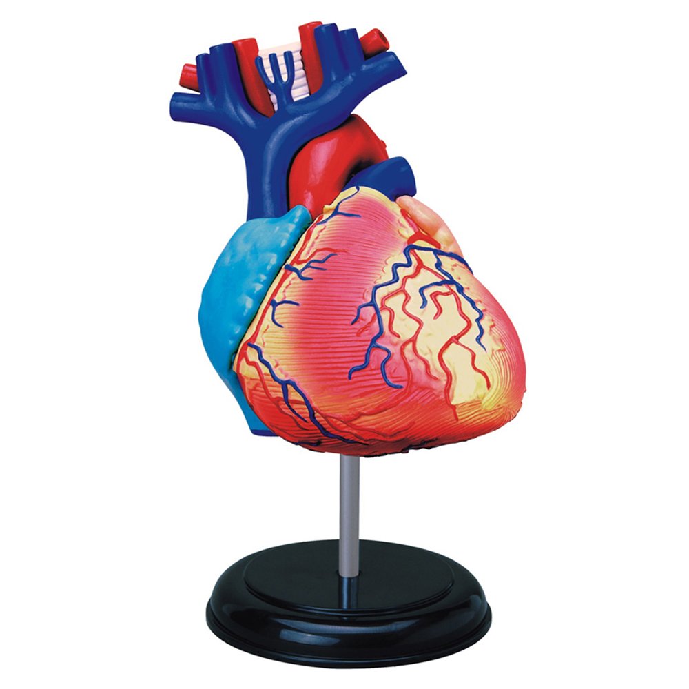 TEDCO Human Anatomy Heart Anatomy Model Toys & Games
