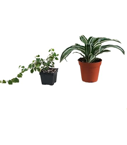 Amazon.com : Josh's Frogs 36x18x18/ 40 Breeder Ball Python Terrarium Plant  Kit : Patio, Lawn & Garden