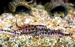 Kuhli Loaches