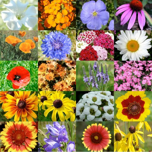 The 10 best flower seeds bulk california Aalsum Reviews