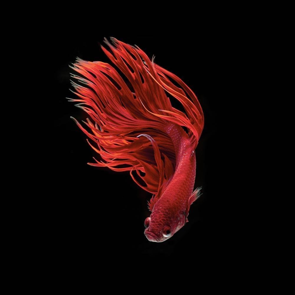 Pitaara Box Siamese Betta Fighting Fish | Canvas Painting for Bedroom & Living Room | Engineered Wood Frame | 12 x 12 inch (30 x 30 cms)