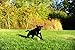 Chuckit! Dog Tennis Ball Dog Toy, Medium (2.5 Inch Diameter) for dogs 20-60 lbs, Pack of 2