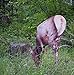Montana Decoy Miss September Feeding Elk