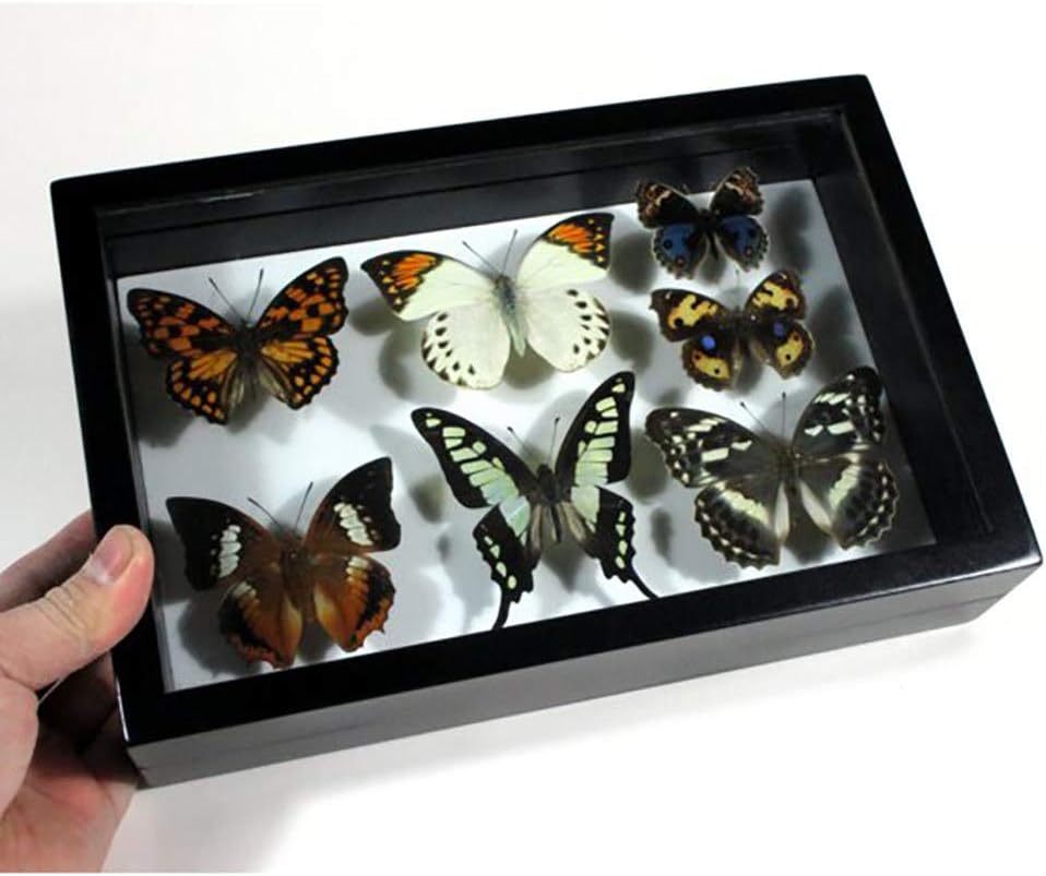 YXFYXF Specimen Box Solid Pine Wood Collection, Display Insect Butterflies Medals Flower Case Organizer -Black Paint