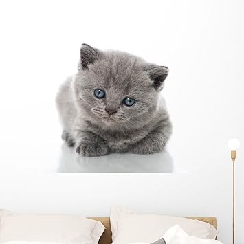 Amazon Com Wallmonkeys British Shorthair Kitten Wall Mural Peel