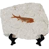 zonzxcv Real Fish Fossil Comes from The Western Liaoning China for Basic Paleontology Biological 150 Million Years Ago Lycoptera