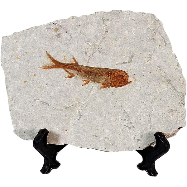 Fossile Calymène Trilobite 4-6 Cm - Pièce Authentique Pour Collection Ou Décoration