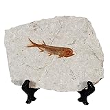 zonzxcv Real Fish Fossil Comes from The Western