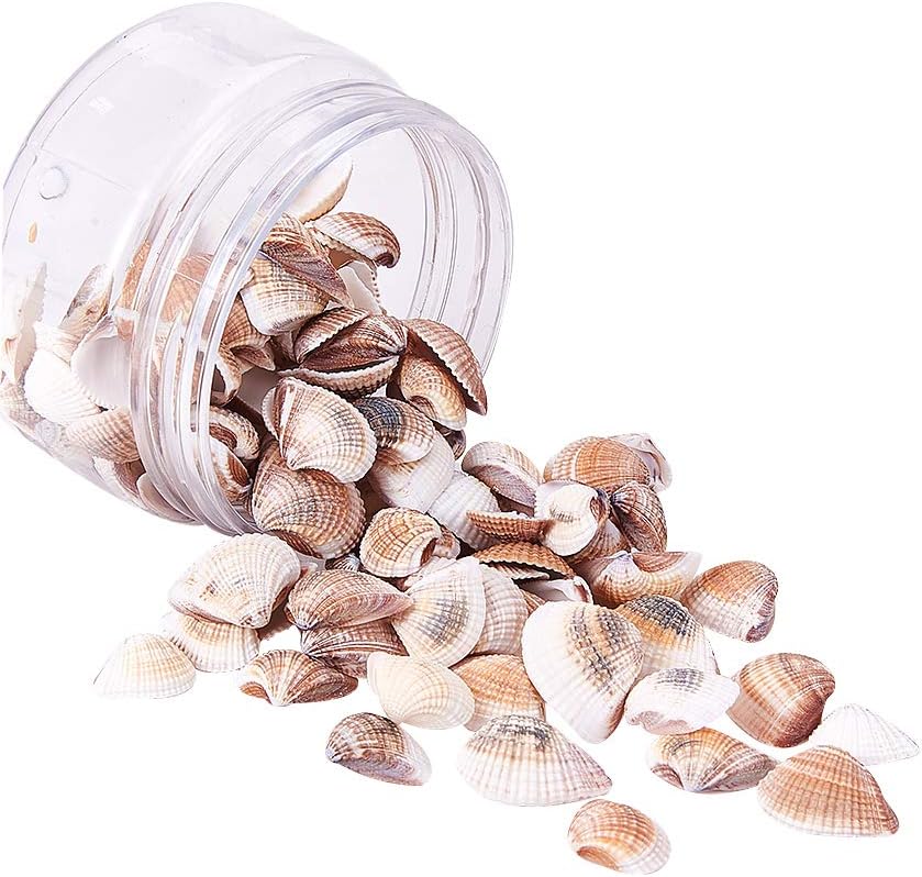 Pandahall Ca 100 Stuck Naturliche Muschelschale Perlen Ungebohrt Kein Loch Kleine Jakobsmuschel Muscheln Ocean Beach Muscheln Craft Charms Fur Dekoration Aquarium Vase Fullstoff Amazon De Kuche Haushalt