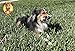 Retriever Roll 8 - 9