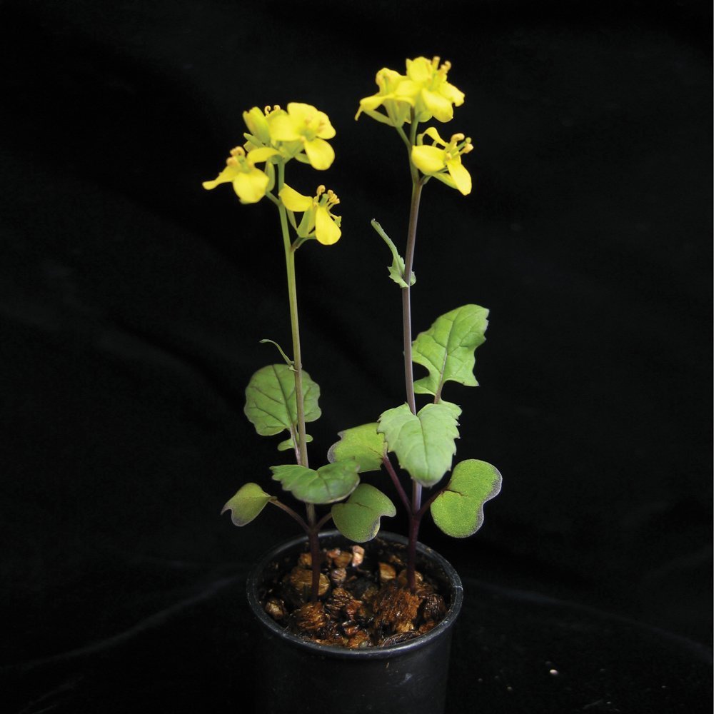 Amazon Com Brassica Rapa Wisconsin Fast Plants Petite Seed Pack Of 200 Industrial Scientific