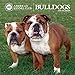 American Kennel Club Bulldogs 2018 Wall Calendar