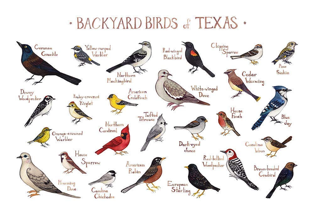 Amazon Com Backyard Birds Of Texas Field Guide Art Print Handmade