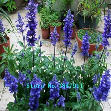 Grosser Verkauf Original Packung 100 Stuck Pack Essbare Salbei Samen Mehrjahrige Pflanze Bonsai Pflanzen Indoor Hause Blumensamen Amazon De Garten