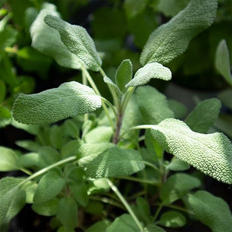 Amazon ハーブ苗 セージ グロワーズフレンド 2個セット おうちで簡単 育てやすい10 5cmポットハーブ苗シリーズ 自社農場から新鮮苗 直送 品種で選べるハーブ苗 即出荷 鉢