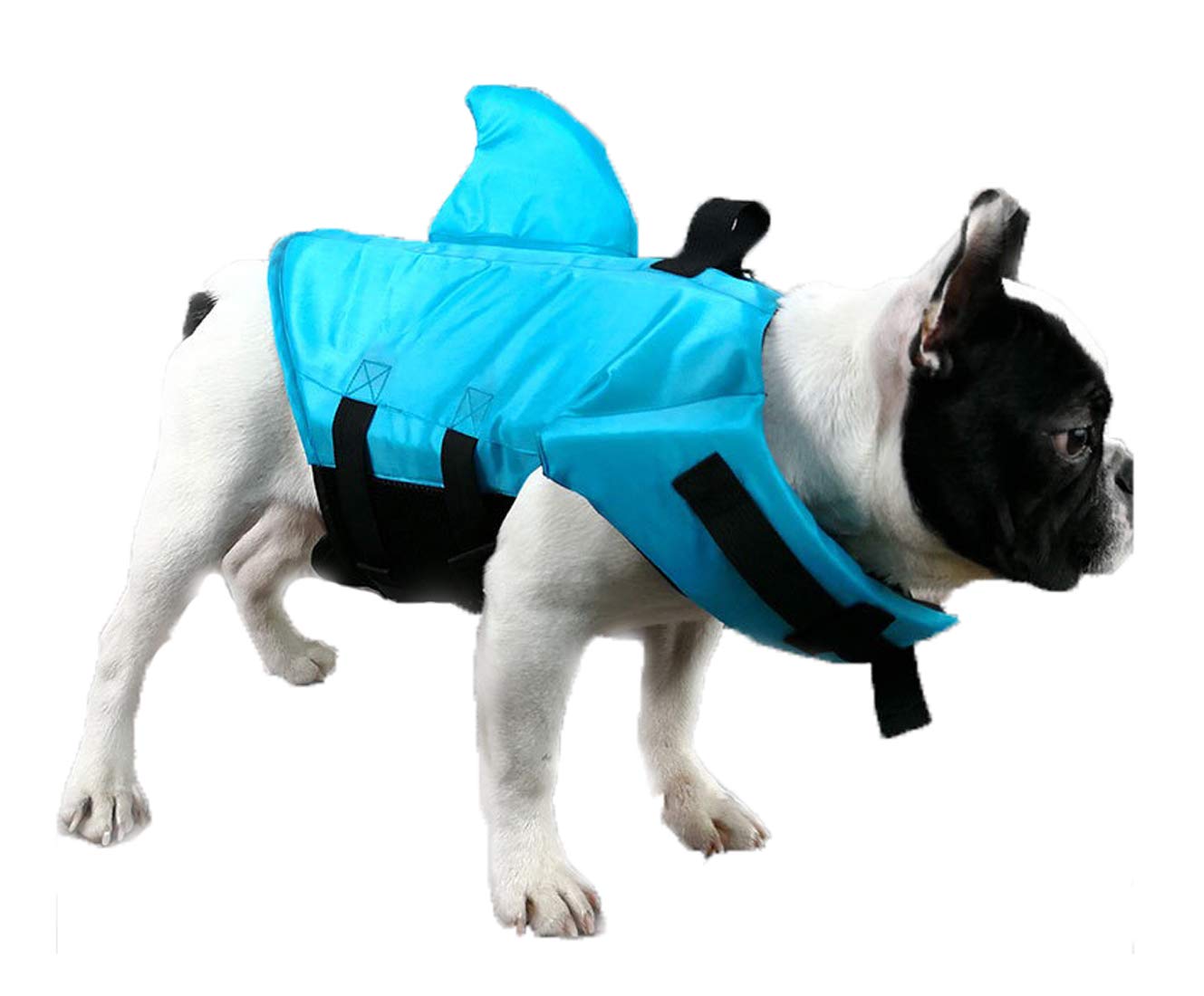 frenchie shark life jacket
