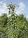 Gardener's Supply Company Essex Trellis for Climbing Plants Outdoor | Sturdy Upright Garden Trellis for Vines, Tomatoes, Peas & Other Live Plants Support | No Assembly Required - 25-1/2