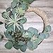 Supla 3 Pcs Faux Eucalyptus Leaves Spray Artificial Seeded Silver Dollar Eucalyptus Leaves Branches in Grey Green 25.5