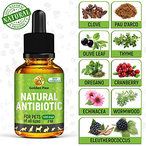 Goldenpaw Natural Antibiotis For Dogs New Garlic Free Formula Kennel Cough Medicine For Dogs Uti Treatment Allergy Immune Supplement For Pets Antibiotics Alternative For Cats 2 Oz Pricepulse