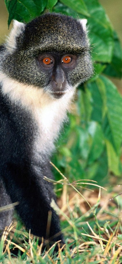 PeelitStickit Black Monkey, Animal Wall Murals ID-026, vinyl