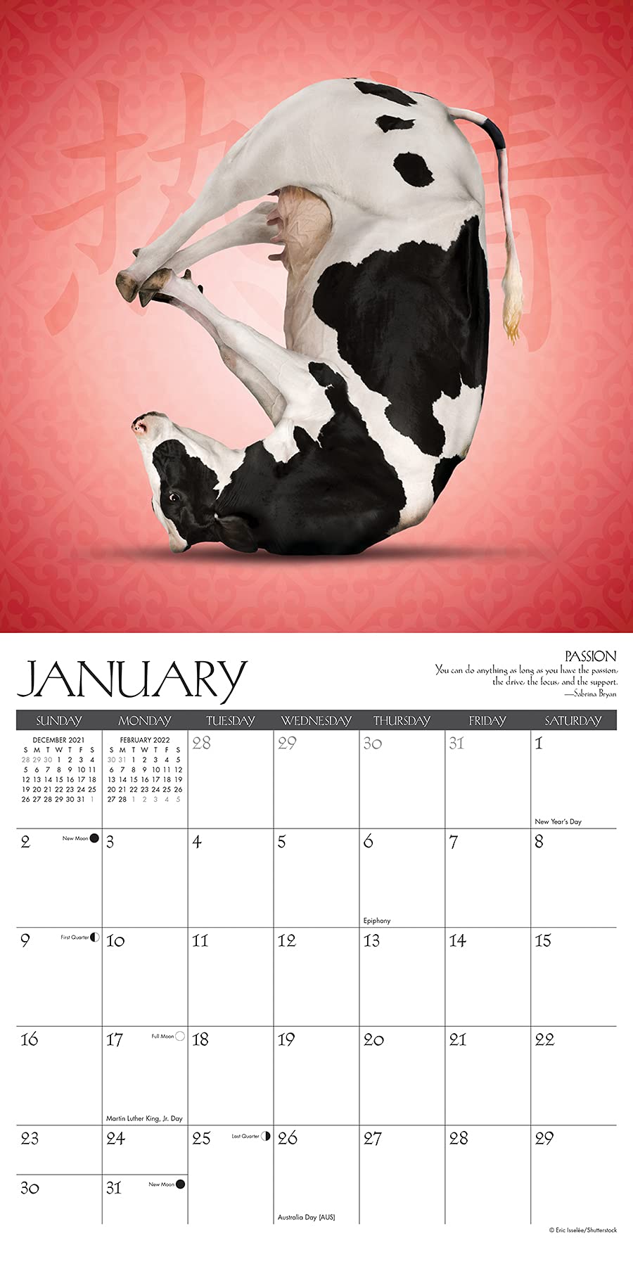 Cow Yoga 2022 Wall Calendar : Willow Creek: Amazon.co.uk: Books