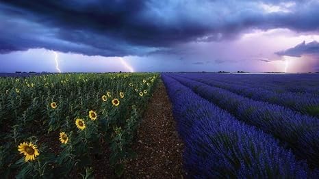 Amazon Co Jp クロスステッチ 大人のためのクロスステッチキット 夜の花畑 40x50cm 11ct番号別刺繍キット手作りキットパンチ針刺繍diy初心者向け手作りスターターキット ホーム キッチン