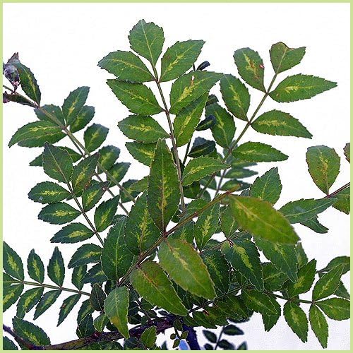 Amazon 山椒 さんしょう 苗木 葉山椒 果物
