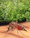 Mosquito Repelling Creeping Lemon Thyme - Live Plant - 3