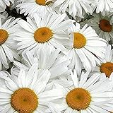 Everwilde Farms - 2000 Ox-Eye Daisy Wildflower Seeds - Gold Vault Jumbo Seed Packet