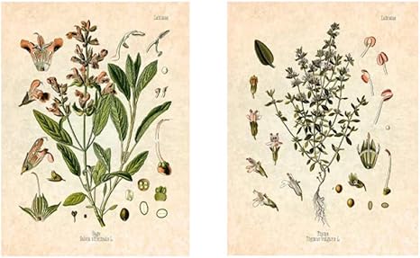 Amazon スパイスハーブ画像ヴィンテージ植物プリントポスターパセリセージローズマリータイム料理の壁アートパネルキッチン壁画装飾40x60cmx2フレームなし ウォールステッカー オンライン通販